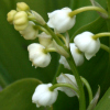 Convallaria majalis - abriachan nurseries
